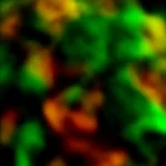 Broccoli and Mushroom Stir Fry